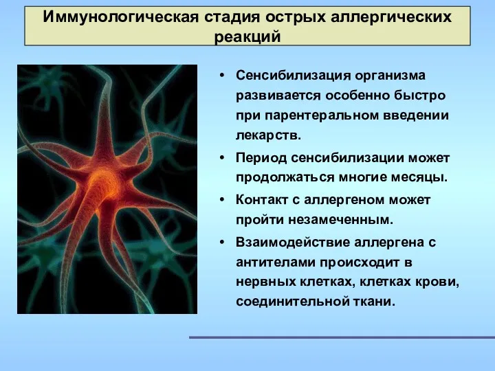 Иммунологическая стадия острых аллергических реакций Сенсибилизация организма развивается особенно быстро