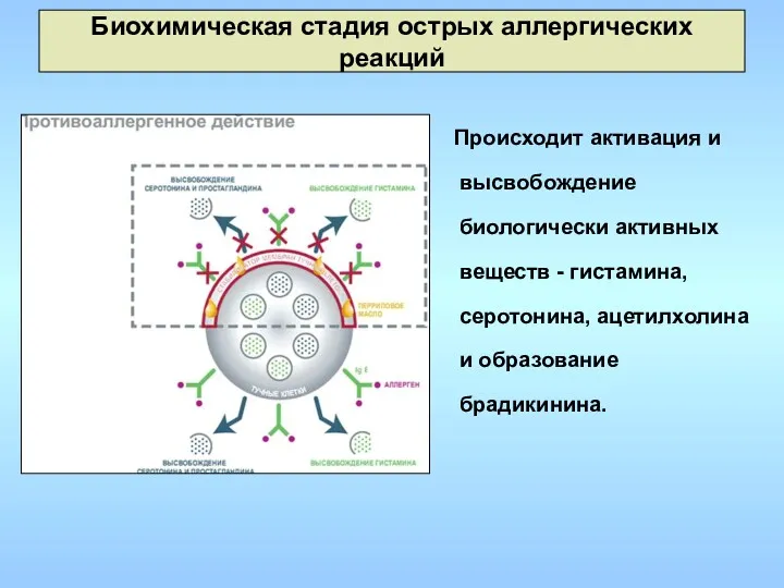 Биохимическая стадия острых аллергических реакций Происходит активация и высвобождение биологически