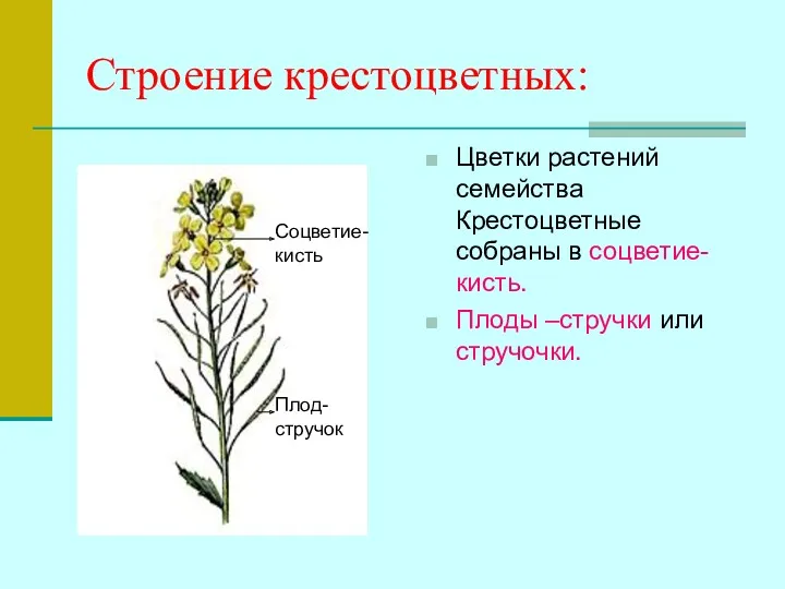 Строение крестоцветных: Цветки растений семейства Крестоцветные собраны в соцветие- кисть.