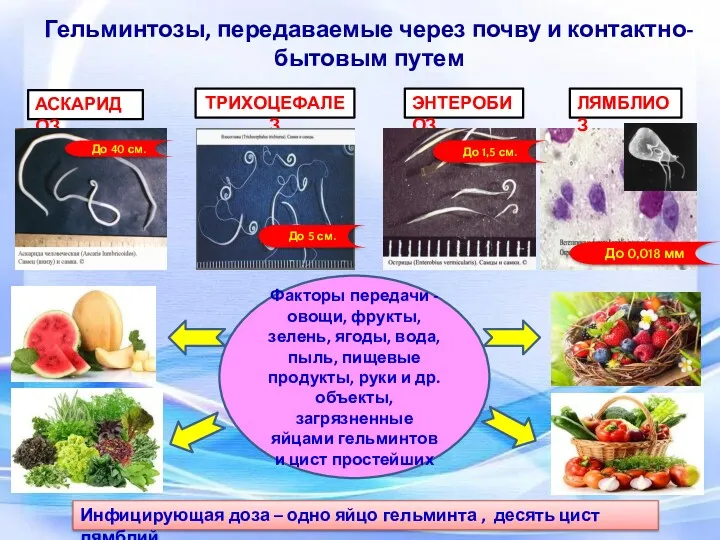 Гельминтозы, передаваемые через почву и контактно-бытовым путем АСКАРИДОЗ ТРИХОЦЕФАЛЕЗ ЭНТЕРОБИОЗ