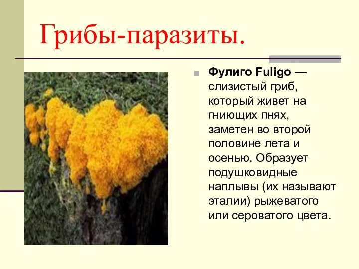 Грибы-паразиты. Фулиго Fuligo — слизистый гриб, который живет на гниющих