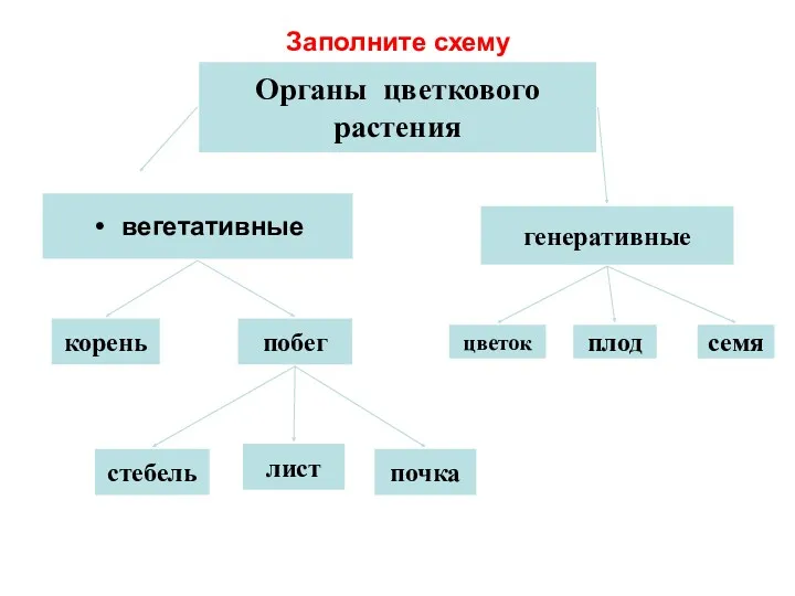 Заполните схему Органы цветкового растения вегетативные генеративные корень побег цветок плод семя стебель лист почка