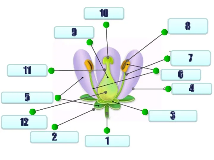 Цветоножка Чашелистики Рыльце Пыльник, пыльца Лепестки Тычинки Тычиночная нить Столбик
