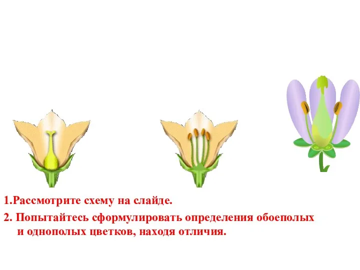 1.Рассмотрите схему на слайде. 2. Попытайтесь сформулировать определения обоеполых и однополых цветков, находя отличия.