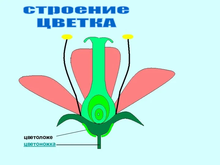 цветоножка цветоложе строение ЦВЕТКА