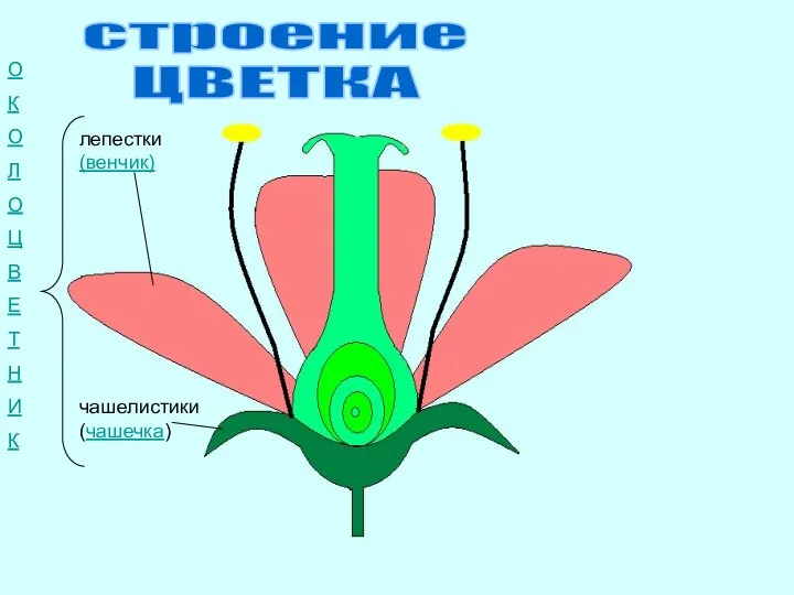 чашелистики (чашечка) лепестки (венчик) О К О Л О Ц