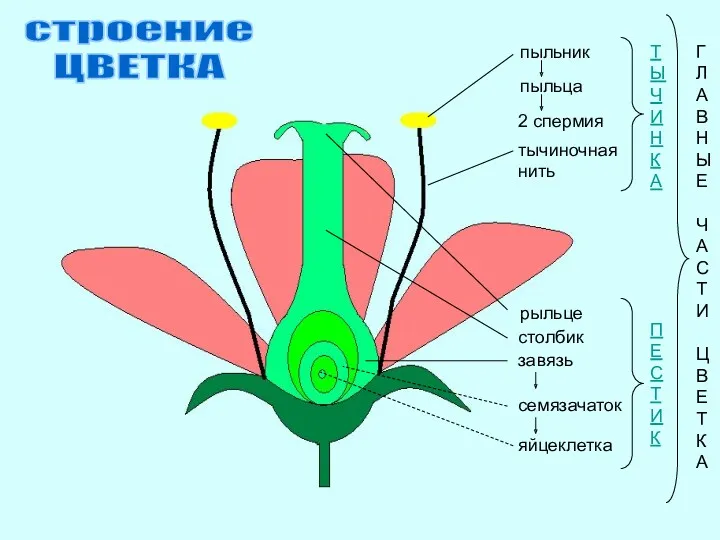 рыльце столбик завязь семязачаток яйцеклетка П Е С Т И
