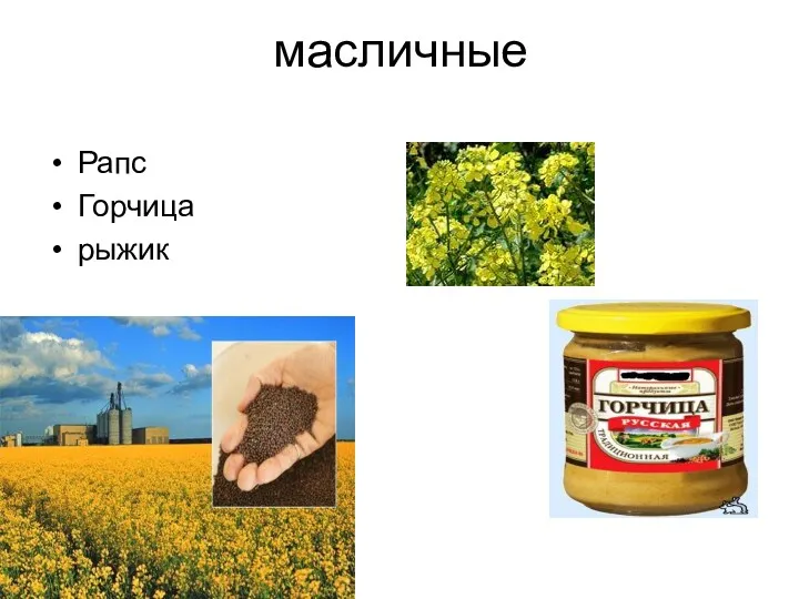 масличные Рапс Горчица рыжик