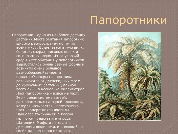 Папоротники Папоротник - одно из наиболее древних растений.Места обитанияПапоротник широко