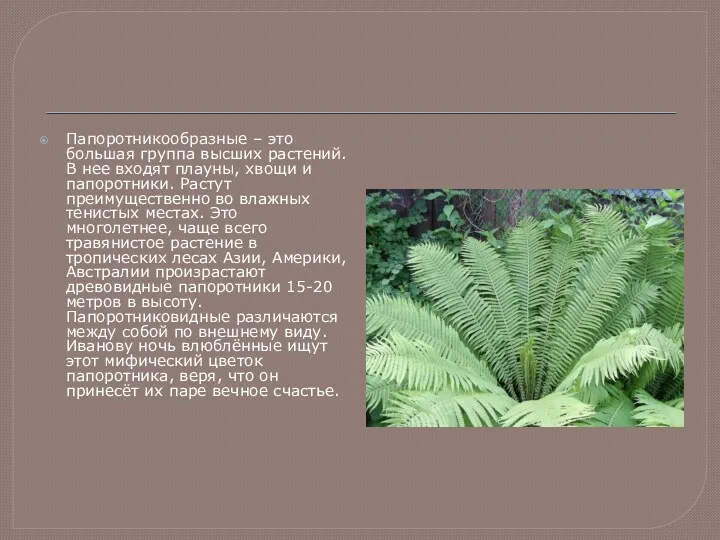 Папоротникообразные – это большая группа высших растений. В нее входят