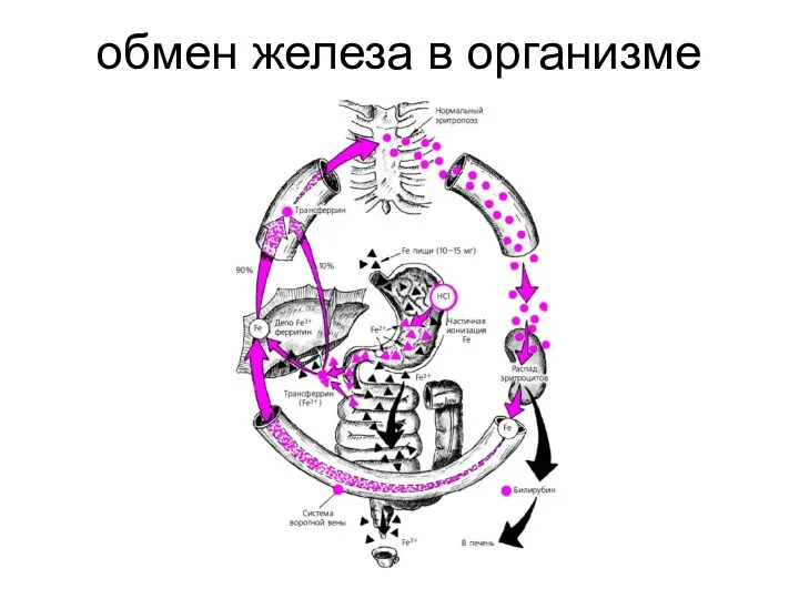 обмен железа в организме