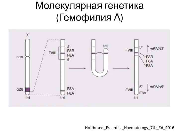 Молекулярная генетика (Гемофилия А) Hoffbrand_Essential_Haematology_7th_Ed_2016