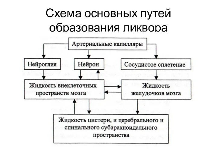 Схема основных путей образования ликвора