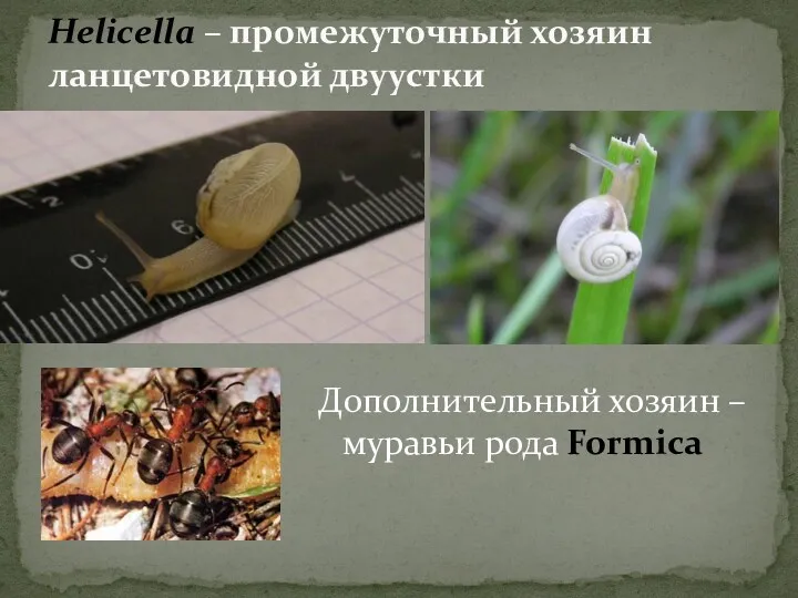 Helicella – промежуточный хозяин ланцетовидной двуустки Дополнительный хозяин – муравьи рода Formica