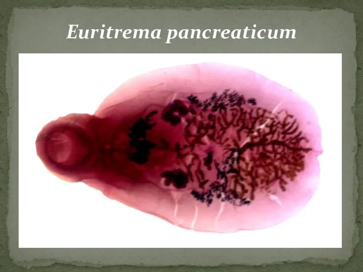 Euritrema pancreaticum
