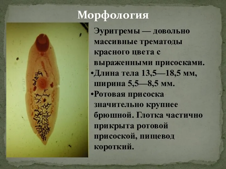 Морфология Эуритремы — довольно массивные трематоды красного цвета с выраженными присосками. Длина тела