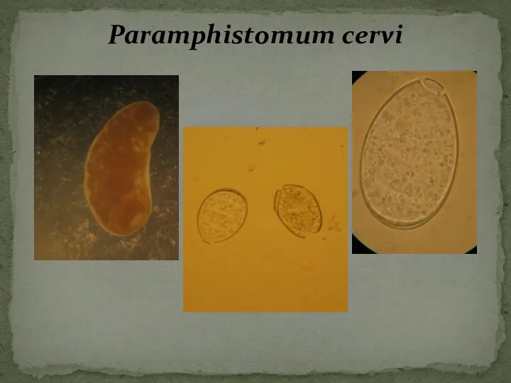 Paramphistomum cervi
