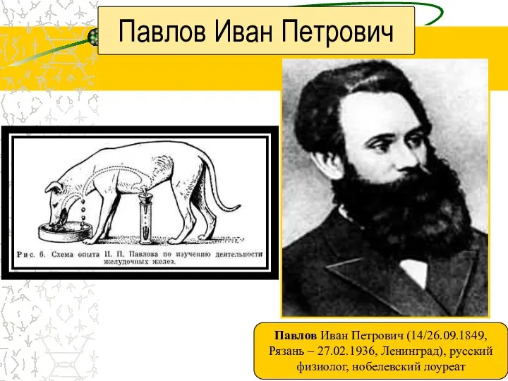 Павлов Иван Петрович Павлов Иван Петрович (14/26.09.1849, Рязань – 27.02.1936, Ленинград), русский физиолог, нобелевский лоуреат