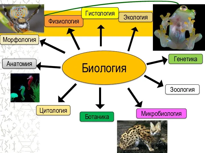 Биология Экология Генетика Зоология Микробиология Ботаника Цитология Анатомия Морфология Физиология Гистология