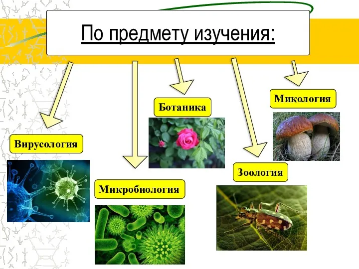 По предмету изучения: Вирусология Микробиология Ботаника Зоология Микология