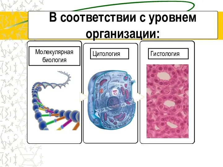 В соответствии с уровнем организации: Молекулярная биология Цитология Гистология