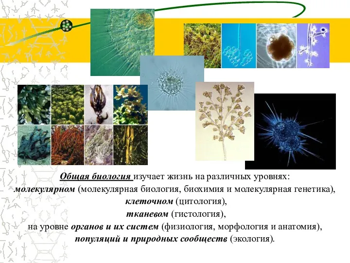 Общая биология изучает жизнь на различных уровнях: молекулярном (молекулярная биология,