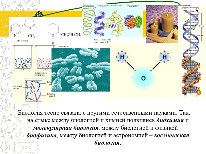 Биология тесно связана с другими естественными науками. Так, на стыке между биологией и