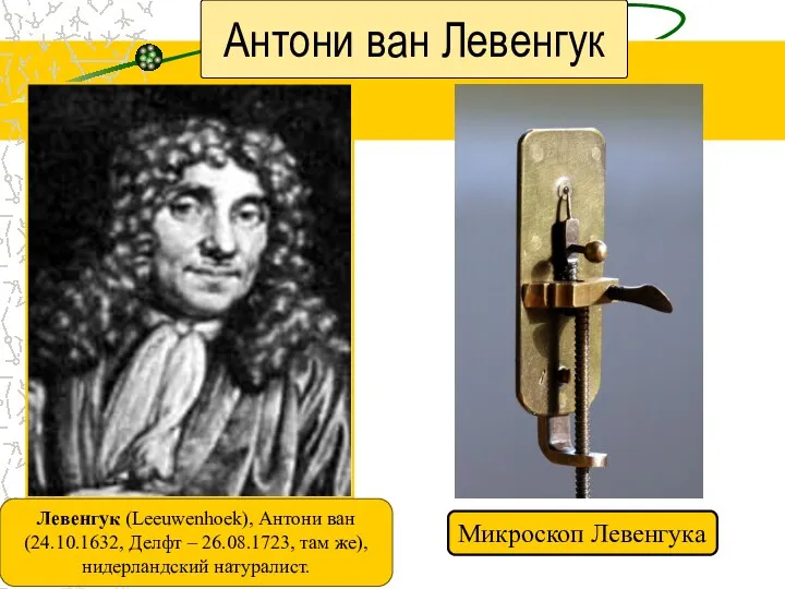 Антони ван Левенгук Левенгук (Leeuwenhoek), Антони ван (24.10.1632, Делфт – 26.08.1723, там же),