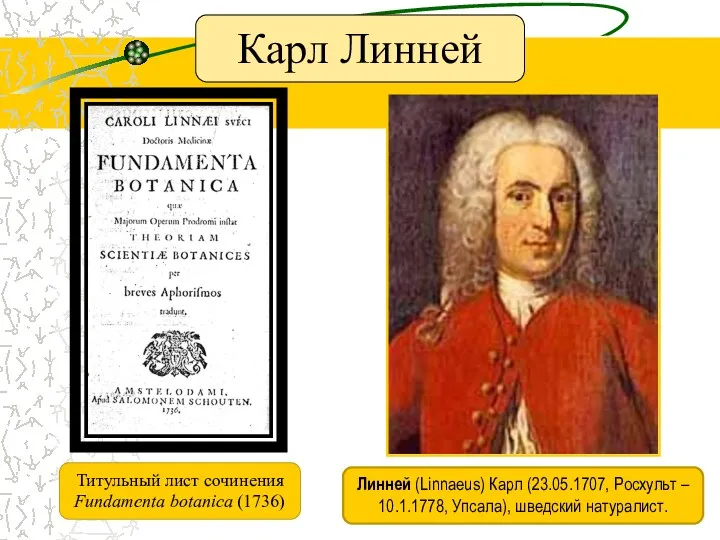 Карл Линней Линней (Linnaeus) Карл (23.05.1707, Росхульт – 10.1.1778, Упсала), шведский натуралист. Титульный