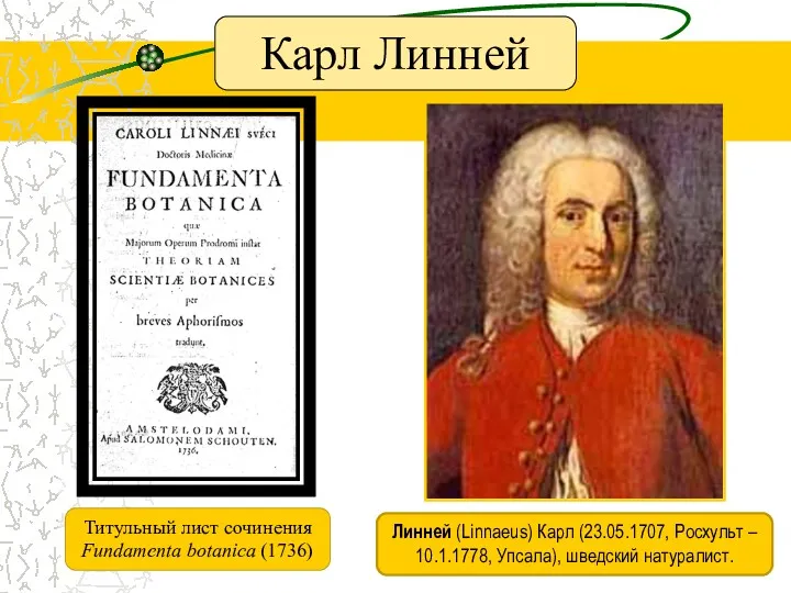 Карл Линней Линней (Linnaeus) Карл (23.05.1707, Росхульт – 10.1.1778, Упсала),