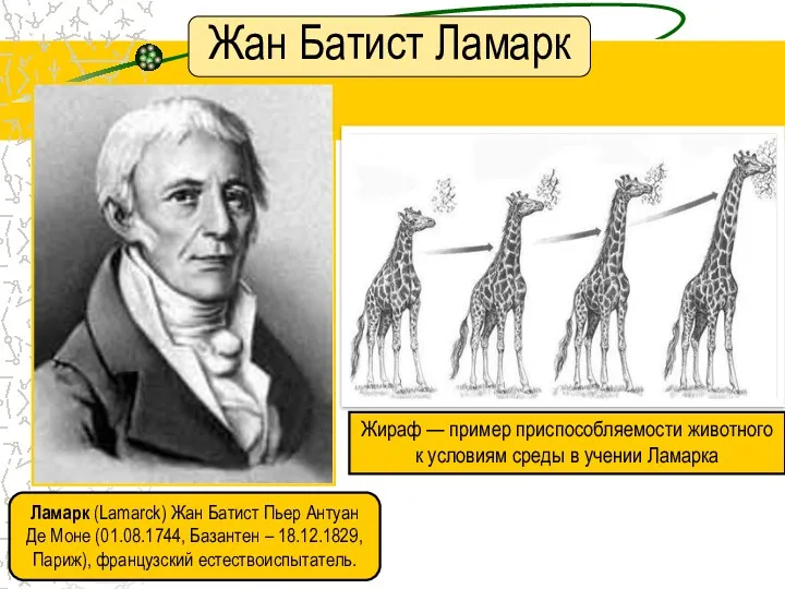 Жан Батист Ламарк Ламарк (Lamarck) Жан Батист Пьер Антуан Де Моне (01.08.1744, Базантен