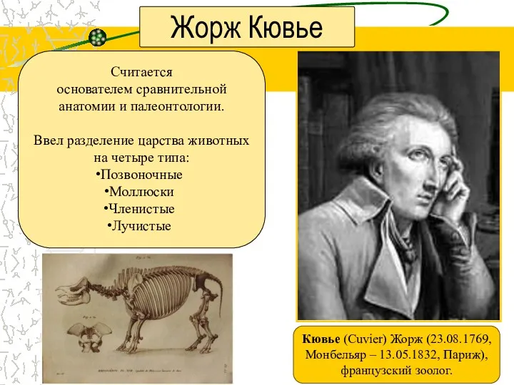Жорж Кювье Кювье (Cuvier) Жорж (23.08.1769, Монбельяр – 13.05.1832, Париж), французский зоолог. Считается