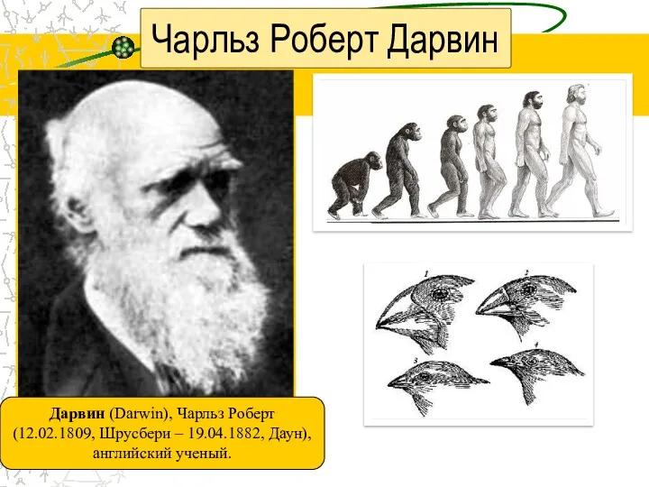 Чарльз Роберт Дарвин Дарвин (Darwin), Чарльз Роберт (12.02.1809, Шрусбери – 19.04.1882, Даун), английский ученый.