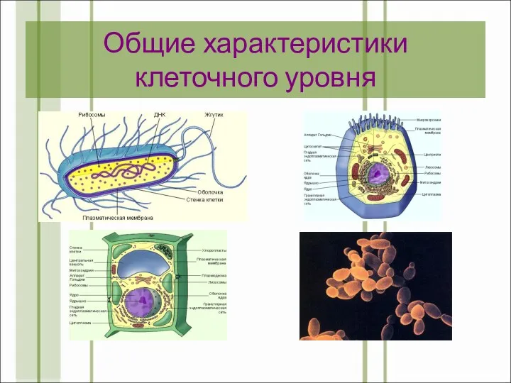 Общие характеристики клеточного уровня