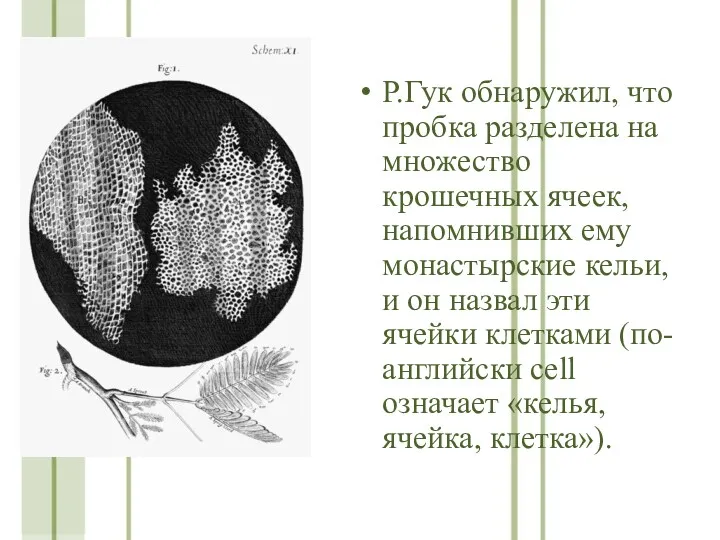 Р.Гук обнаружил, что пробка разделена на множество крошечных ячеек, напомнивших