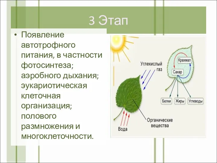 3 Этап Появление автотрофного питания, в частности фотосинтеза; аэробного дыхания;