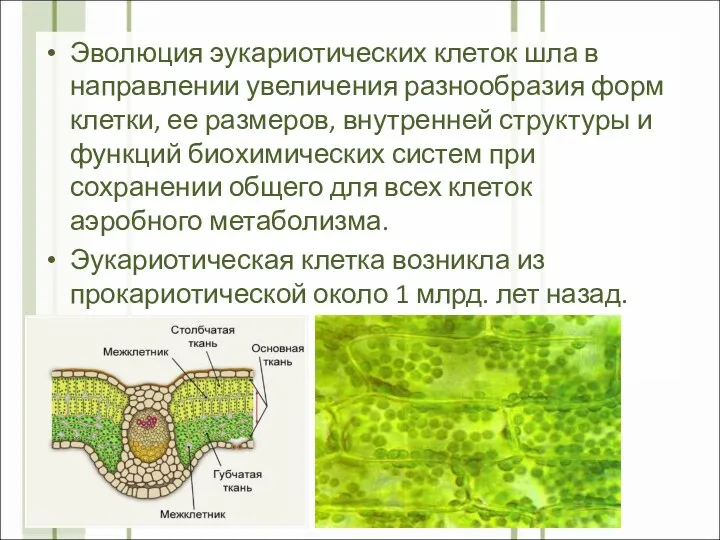 Эволюция эукариотических клеток шла в направлении увеличения разнообразия форм клетки,