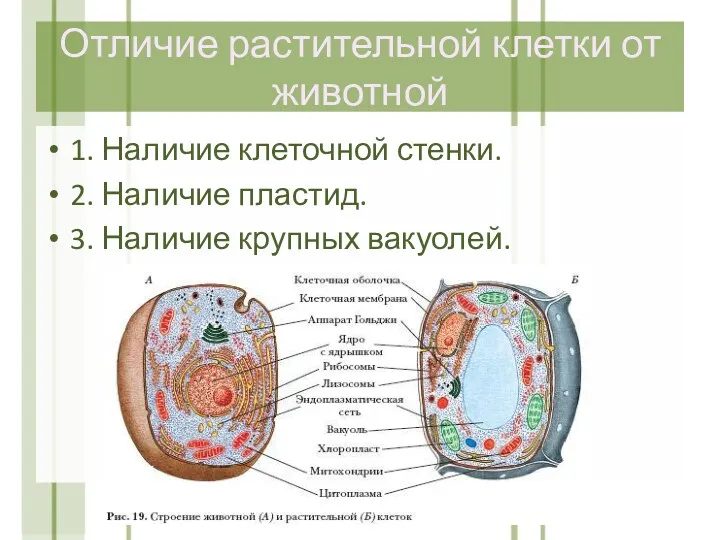 Отличие растительной клетки от животной 1. Наличие клеточной стенки. 2.