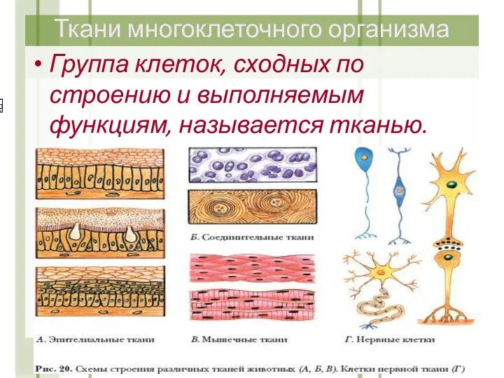 Ткани многоклеточного организма Группа клеток, сходных по строению и выполняемым функциям, называется тканью.