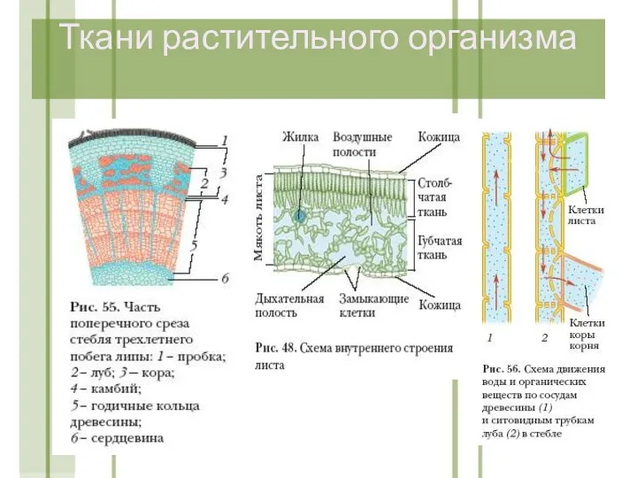 Ткани растительного организма