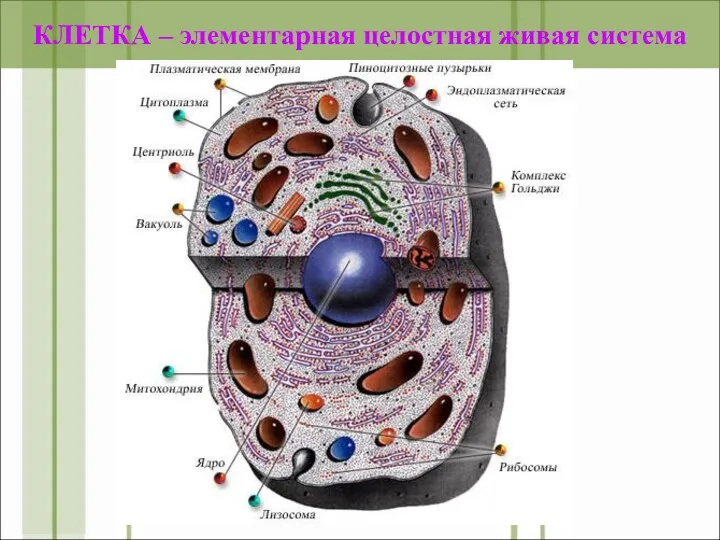 КЛЕТКА – элементарная целостная живая система