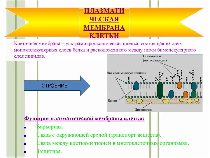 Клеточная мембрана – ультрамикроскопическая плёнка, состоящая из двух мономолекулярных слоев