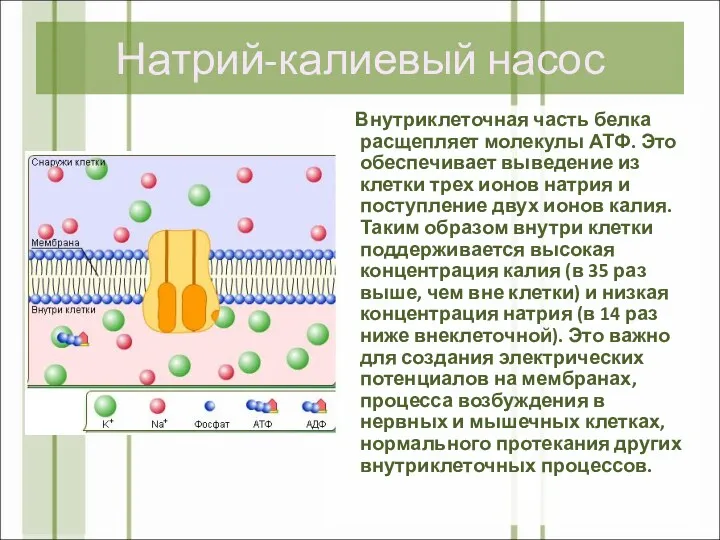 Натрий-калиевый насос Внутриклеточная часть белка расщепляет молекулы АТФ. Это обеспечивает