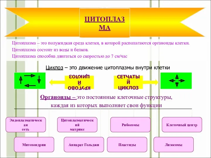 Цитоплазма – это полужидкая среда клетки, в которой располагаются органоиды