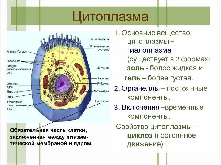 Цитоплазма 1. Основние вещество цитоплазмы – гиалоплазма (существует в 2