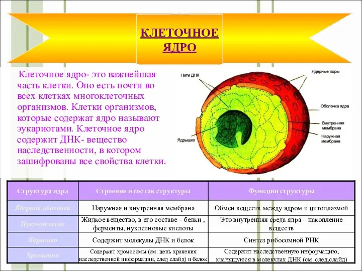 Клеточное ядро- это важнейшая часть клетки. Оно есть почти во