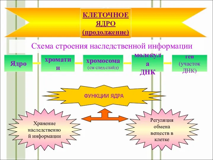 Схема строения наследственной информации КЛЕТОЧНОЕ ЯДРО (продолжение) Ядро хроматин хромосома