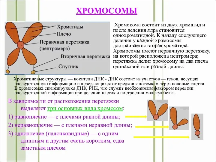 Хромосома состоит из двух хроматид и после деления ядра становится