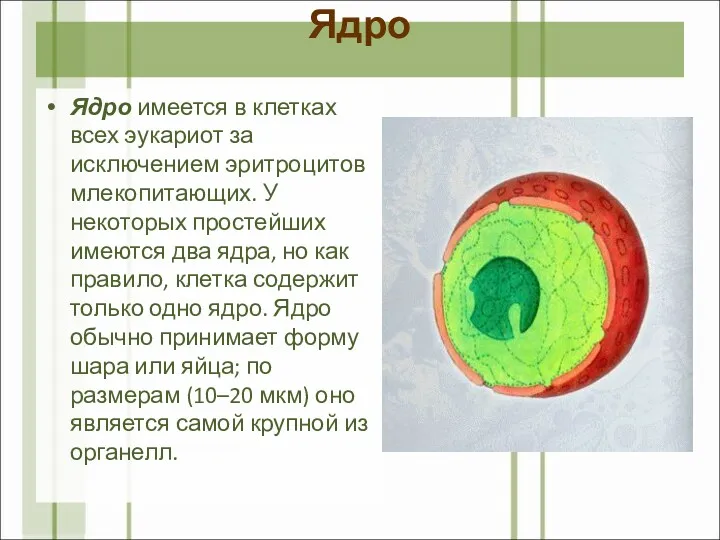 Ядро Ядро имеется в клетках всех эукариот за исключением эритроцитов