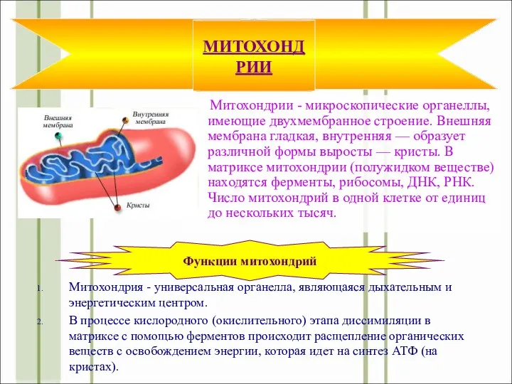 Митохондрии - микроскопические органеллы, имеющие двухмембранное строение. Внешняя мембрана гладкая,